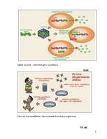 Referāts 'Gē­nu te­ra­pi­ja – re­ali­tā­te vai ie­spēja', 25.