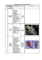 Biznesa plāns 'Jāšanas sporta bāze "Zirgu Pasaule"', 10.