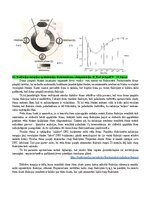 Konspekts 'Eksāmena atbildes Radiācijas terapijas tehnoloģijas', 46.