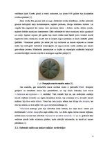 Referāts 'Rupjmaizes sastāvs un analīze', 6.