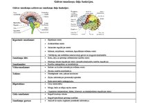 Konspekts 'Galvas smadzeņu daļu funkcijas', 1.