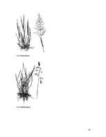 Referāts 'Zāliens', 40.