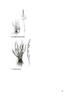 Referāts 'Zāliens', 41.