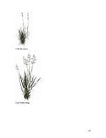 Referāts 'Zāliens', 42.