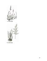 Referāts 'Zāliens', 43.