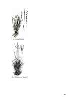 Referāts 'Zāliens', 44.