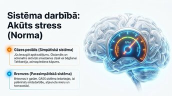 Prezentācija 'Uzbudinājuma un kavēšanas līdzsvars', 5.