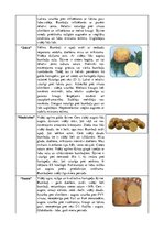 Referāts 'Kartupeļu izmantošanas virzieni. Novākšana un uzglabāšana. Agrotehnika', 33.