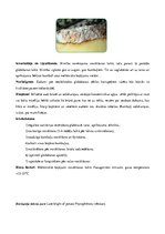 Referāts 'Kartupeļu izmantošanas virzieni. Novākšana un uzglabāšana. Agrotehnika', 41.