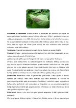 Referāts 'Kartupeļu izmantošanas virzieni. Novākšana un uzglabāšana. Agrotehnika', 42.