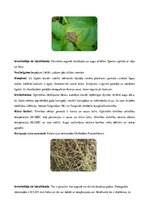 Referāts 'Kartupeļu izmantošanas virzieni. Novākšana un uzglabāšana. Agrotehnika', 44.