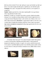 Referāts 'Kartupeļu izmantošanas virzieni. Novākšana un uzglabāšana. Agrotehnika', 45.