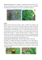 Referāts 'Kartupeļu izmantošanas virzieni. Novākšana un uzglabāšana. Agrotehnika', 46.