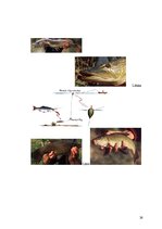 Referāts 'Viss par makšķerēšanu', 24.