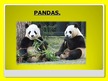 Prezentācija 'Pandas', 1.