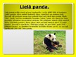Prezentācija 'Pandas', 5.