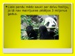 Prezentācija 'Pandas', 9.