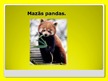 Prezentācija 'Pandas', 10.