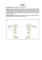 Konspekts 'Stafetes', 1.