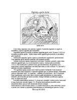 Konspekts 'Oglekļa un sēra aprite dabā', 1.