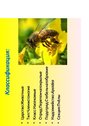 Prezentācija 'Пчёлы', 3.
