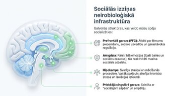 Prezentācija 'Sociālā mijiedarbība, smadzeņu plastiskums un garīgā veselība', 3.