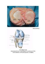 Referāts 'Fizioterapija un ārstēšanas iespējas pēc ceļa locītavas menisku traumām ', 4.