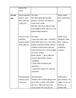 Prakses atskaite 'Integrētā mācību prakse sākumskolā', 15.