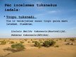 Prezentācija 'Tuksnešu ekosistēmas', 12.