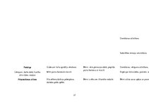 Prakses atskaite 'Aktīvā mācību un audzināšanas prakse pirmsskolā', 37.