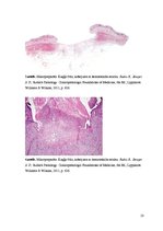 Konspekts 'Kolokvija kļūdu labojums', 23.