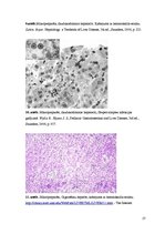 Konspekts 'Kolokvija kļūdu labojums', 27.