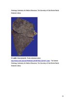 Konspekts 'Kolokvija kļūdu labojums', 28.