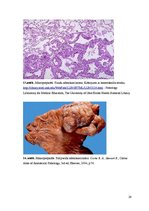 Konspekts 'Kolokvija kļūdu labojums', 29.