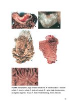 Konspekts 'Kolokvija kļūdu labojums', 30.