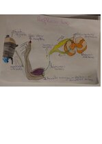 Konspekts '1.starppārbaudījums Bērna attīstības fizioloģijā', 2.