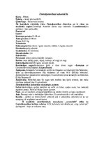 Konspekts 'Jenoti', 13.