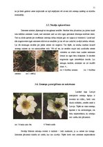 Referāts 'Zemeņu audzēšana', 11.