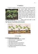 Referāts 'Zemeņu audzēšana', 13.