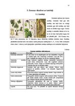 Referāts 'Zemeņu audzēšana', 14.