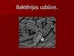 Prezentācija 'Baktēriju raksturojums', 1.