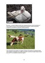 Referāts 'Epidēmijas, epizootijas, epifitotijas', 49.