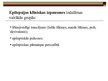 Prezentācija 'Epilepsija', 3.