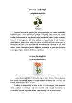 Konspekts 'Ārstniecības augi Latvijā', 6.