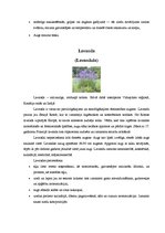 Konspekts 'Ārstniecības augi Latvijā', 8.