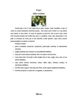 Konspekts 'Ārstniecības augi Latvijā', 11.