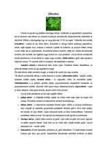 Konspekts 'Ārstniecības augi Latvijā', 12.