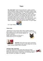 Referāts 'Zīdītāji - kaķi', 17.