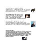 Referāts 'Zīdītāji - kaķi', 18.