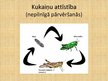 Prezentācija 'Kukaiņi', 4.